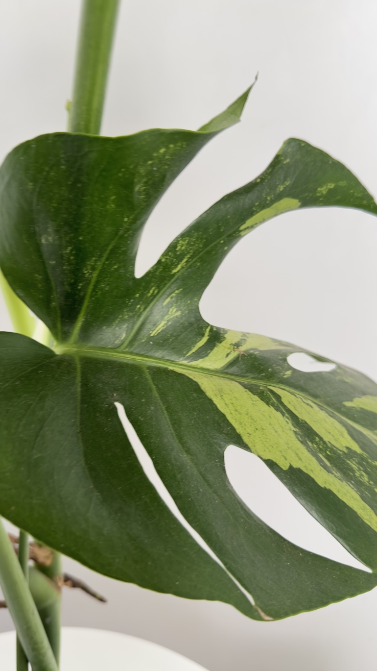 Monstera Aurea