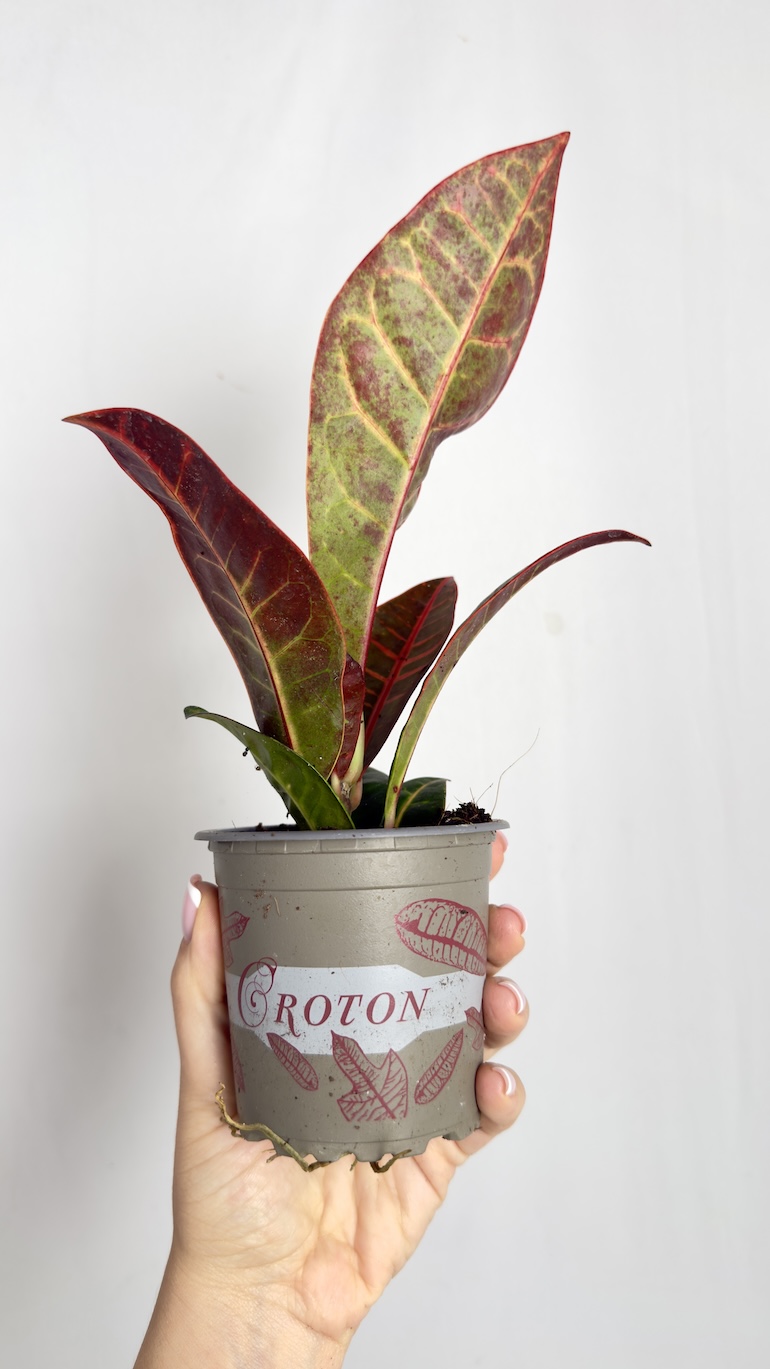 Codiaeum Petra
