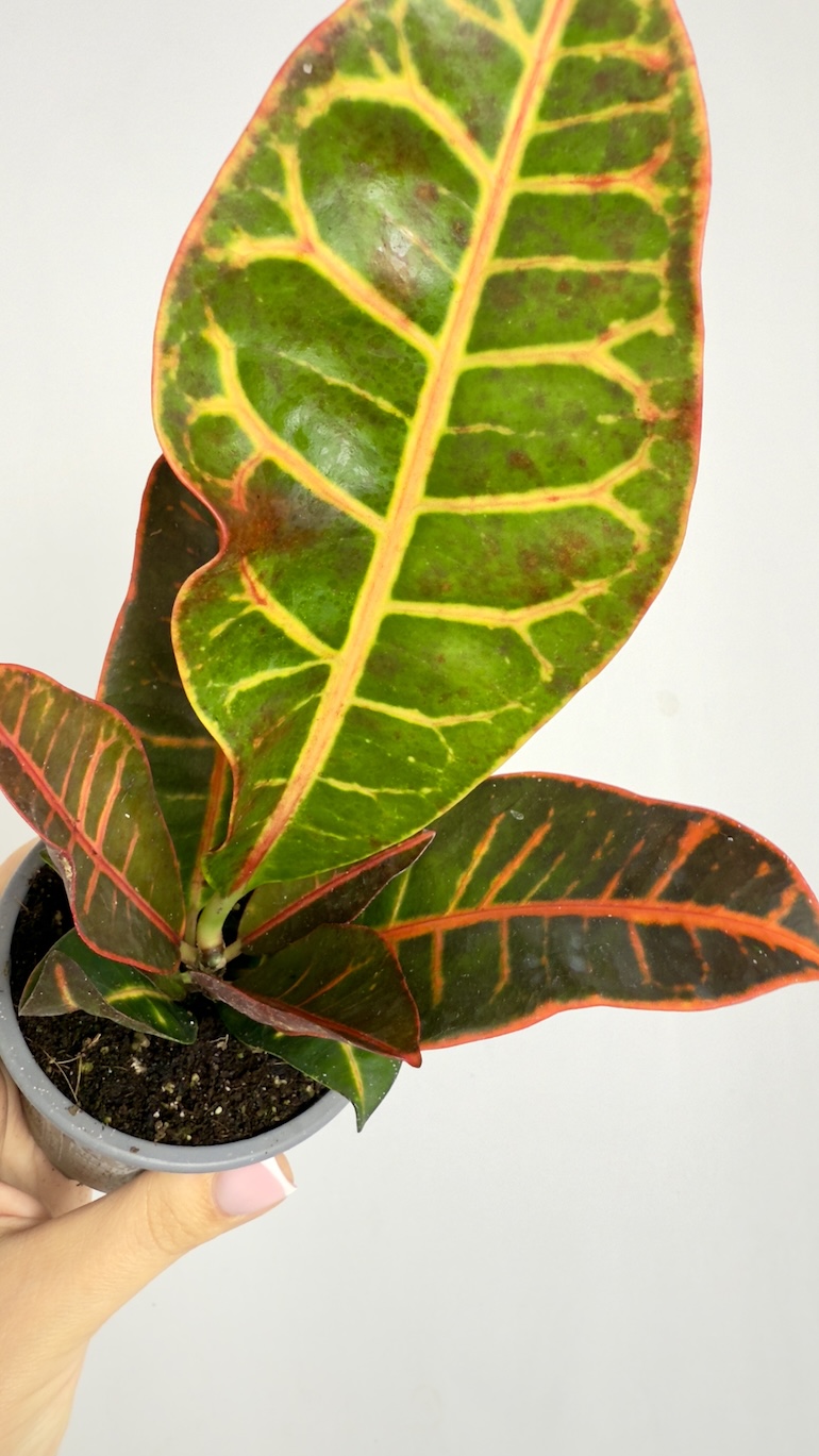 Codiaeum Petra