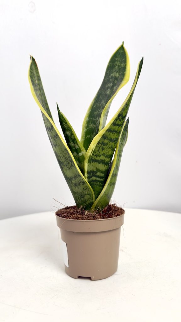 Sansevieria Laurentii
