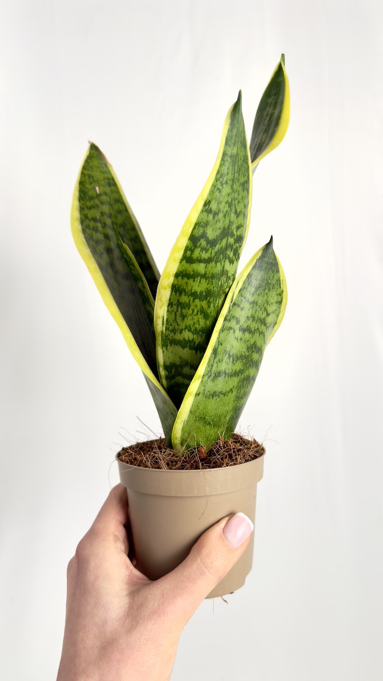 Sansevieria Laurentii