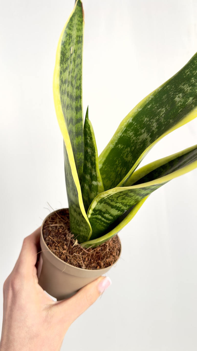 Sansevieria Laurentii