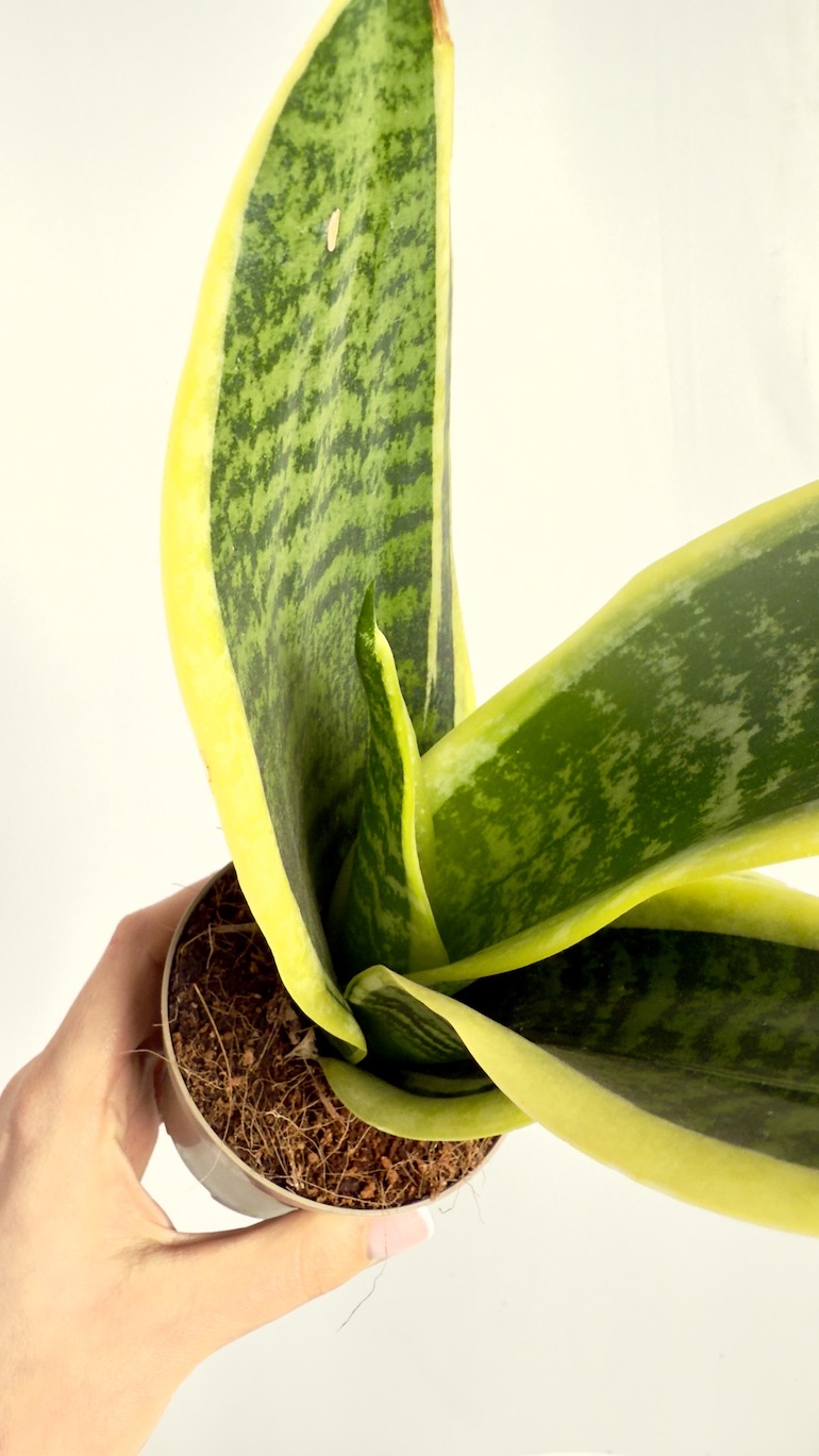 Sansevieria Laurentii