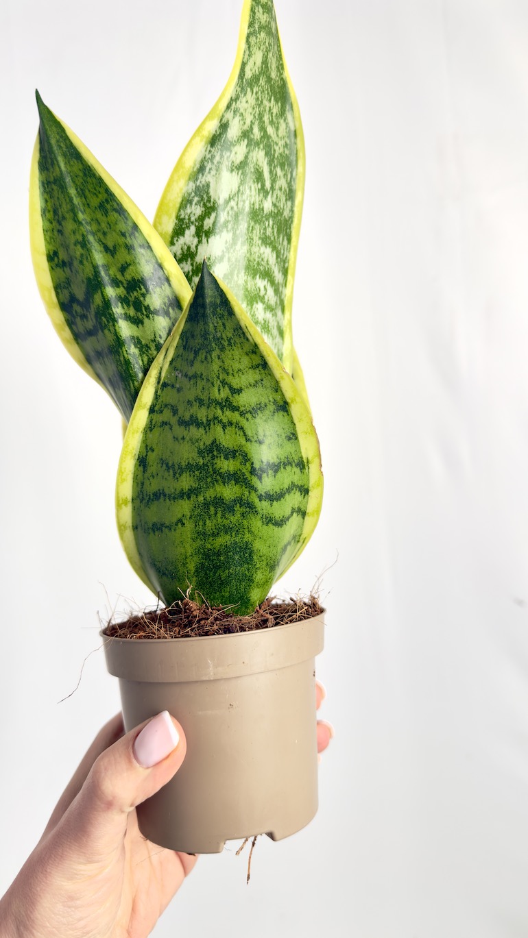 Sansevieria Laurentii