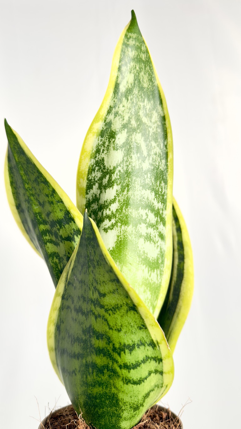 Sansevieria Laurentii