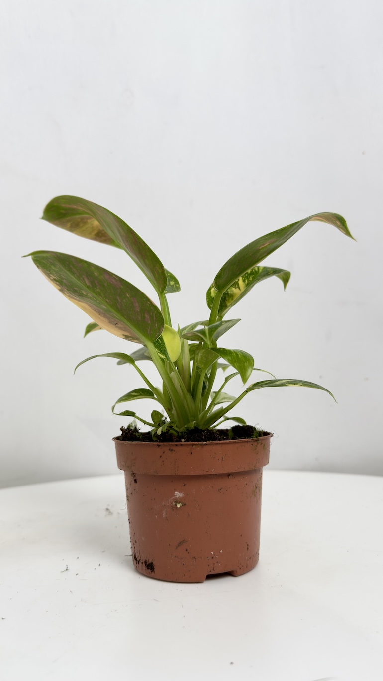 Philodendron Green Congo Hybrid