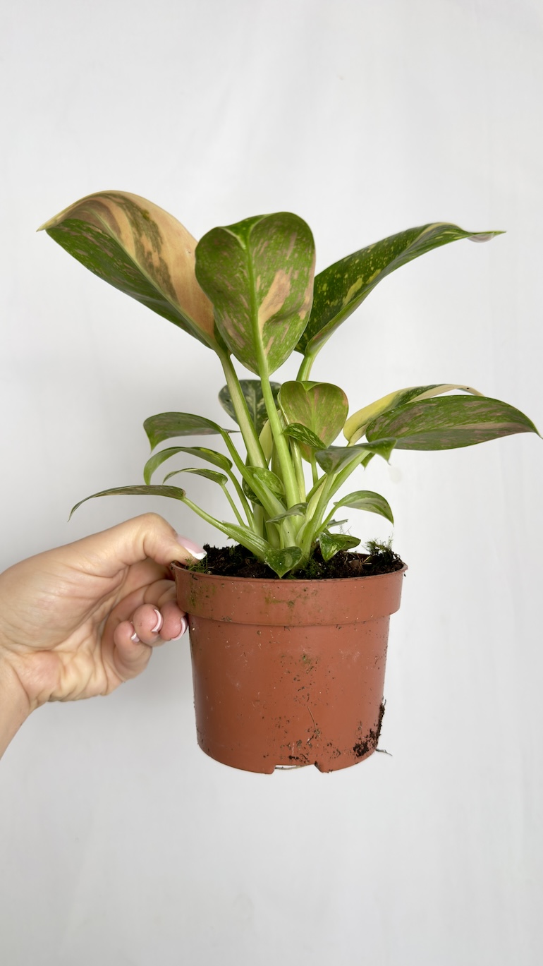 Philodendron Green Congo Hybrid