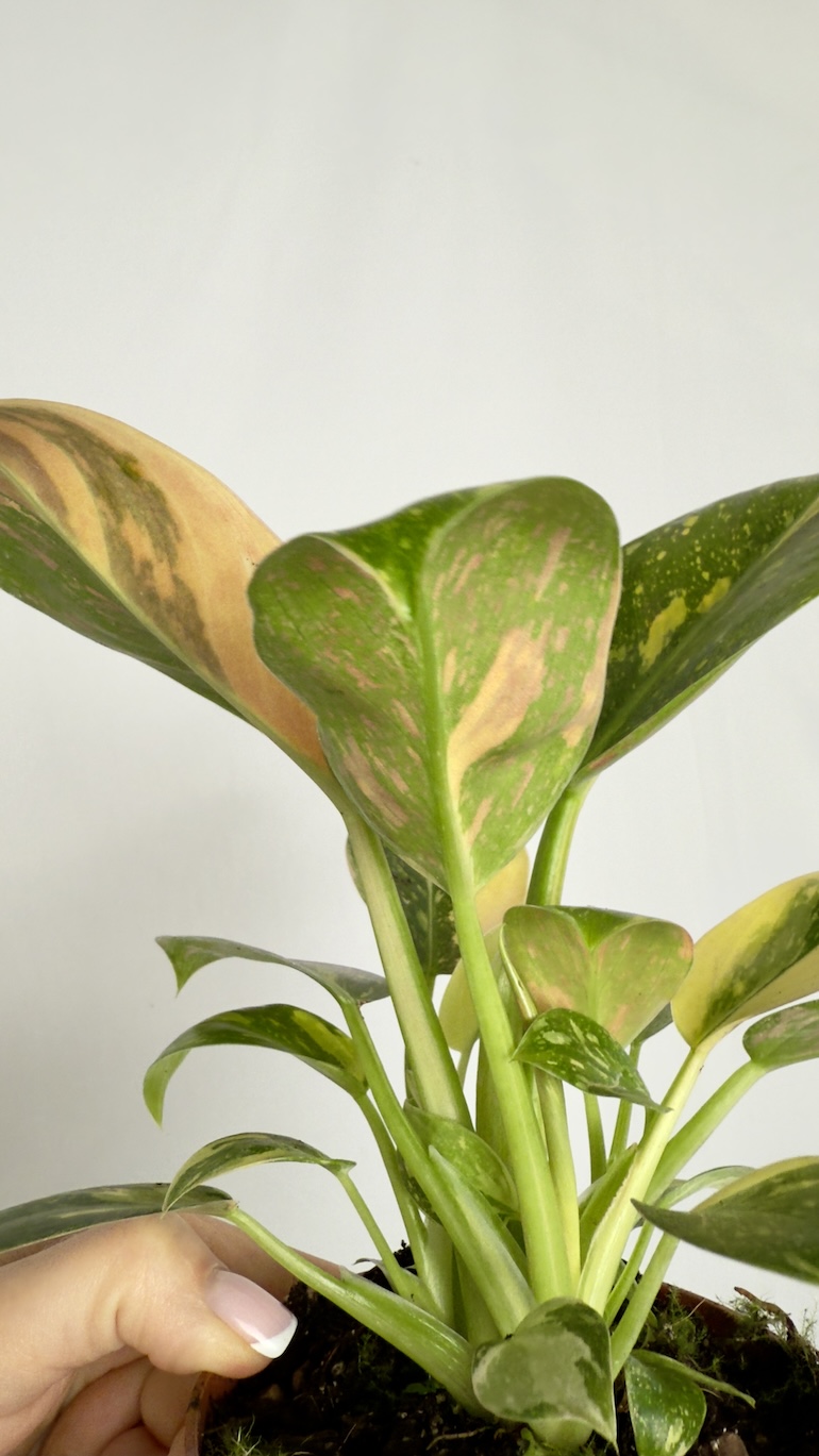 Philodendron Green Congo Hybrid