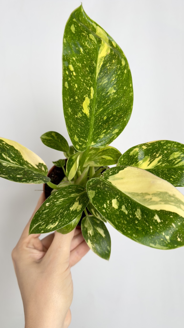 Philodendron Green Congo Hybrid