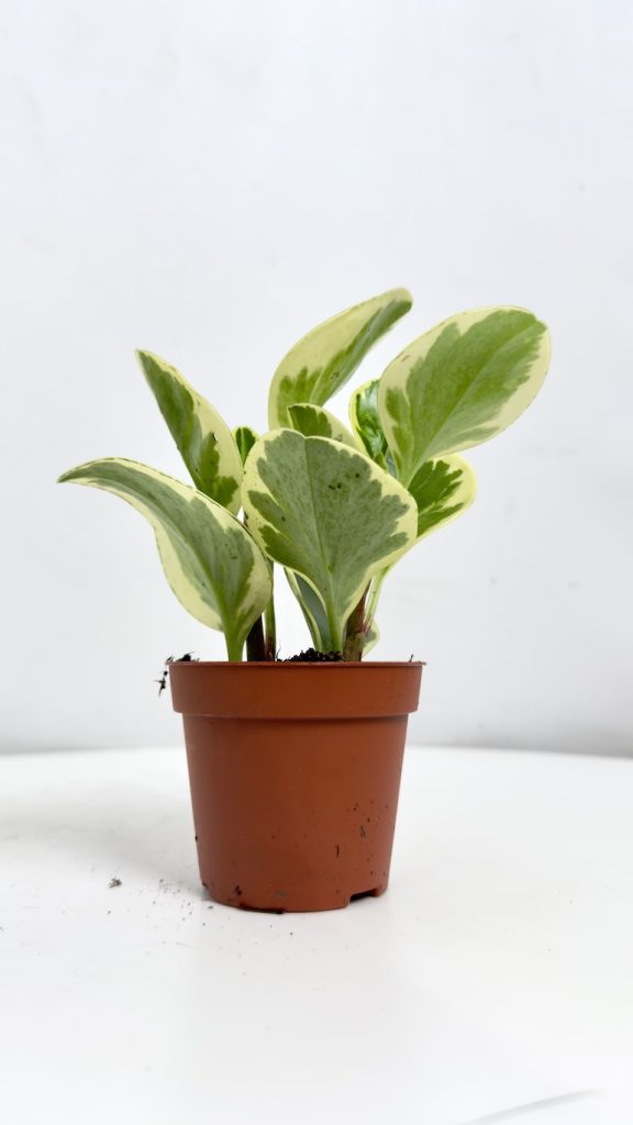 Peperomia obtusifolia Variegata