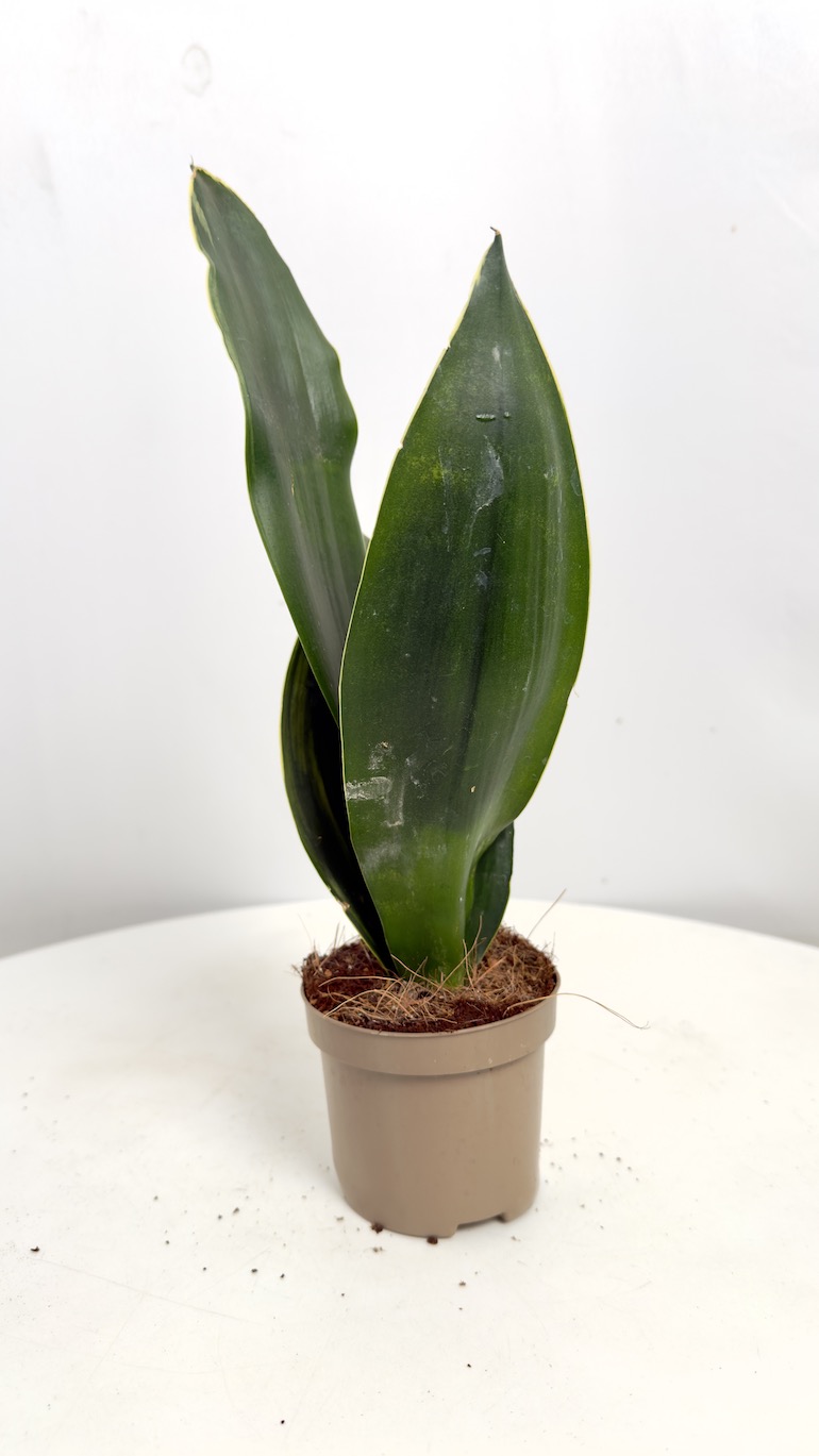 Sansevieria Black Coral