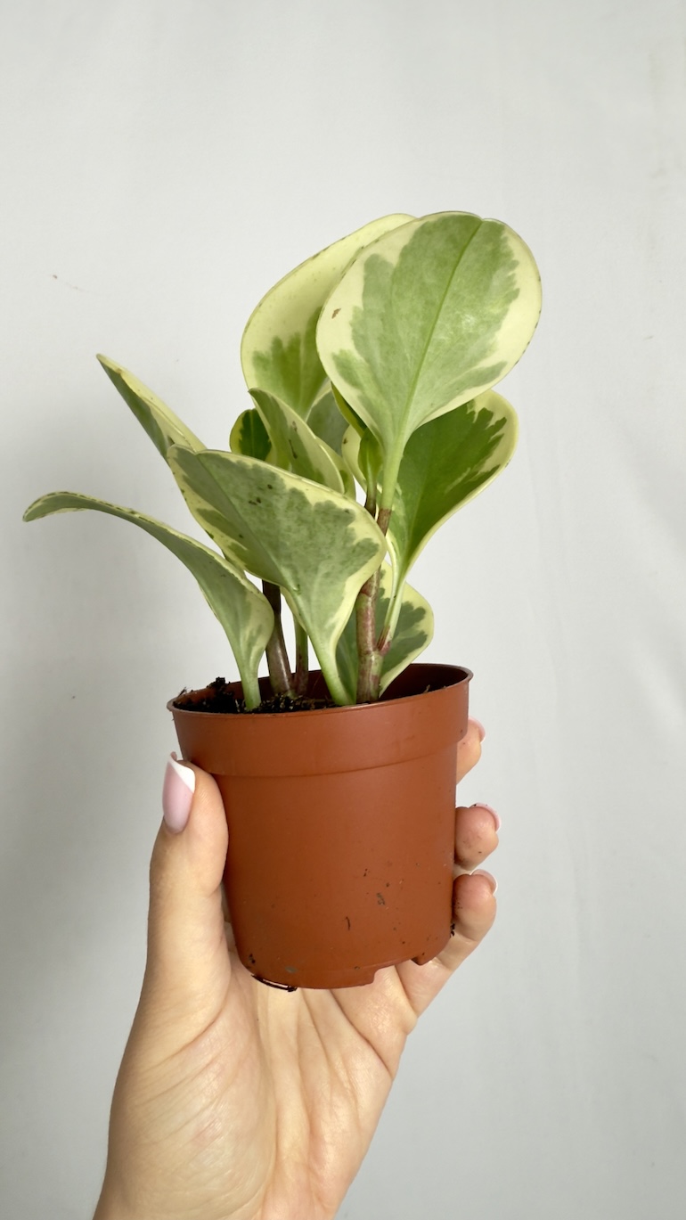 Peperomia obtusifolia Variegata