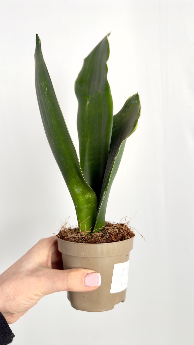 Sansevieria Black Coral