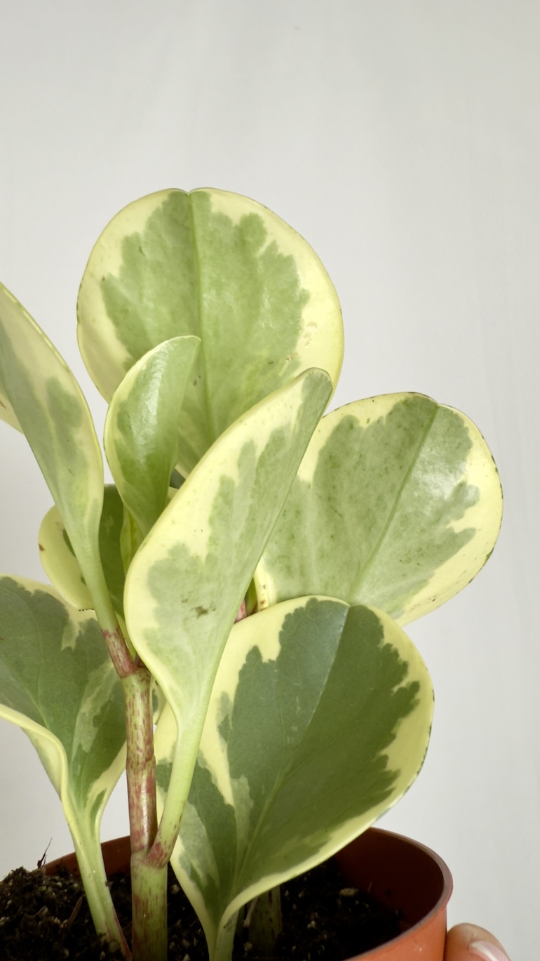 Peperomia obtusifolia Variegata