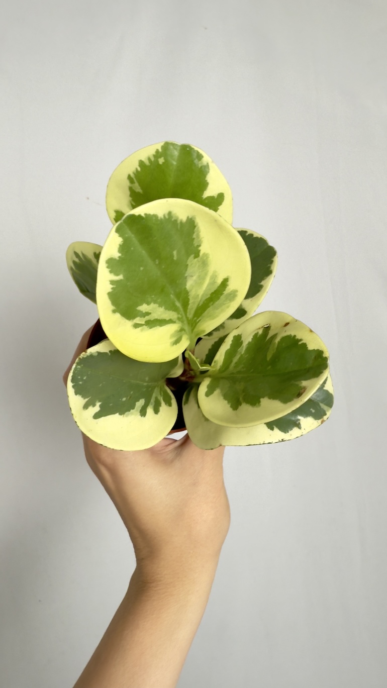 Peperomia obtusifolia Variegata