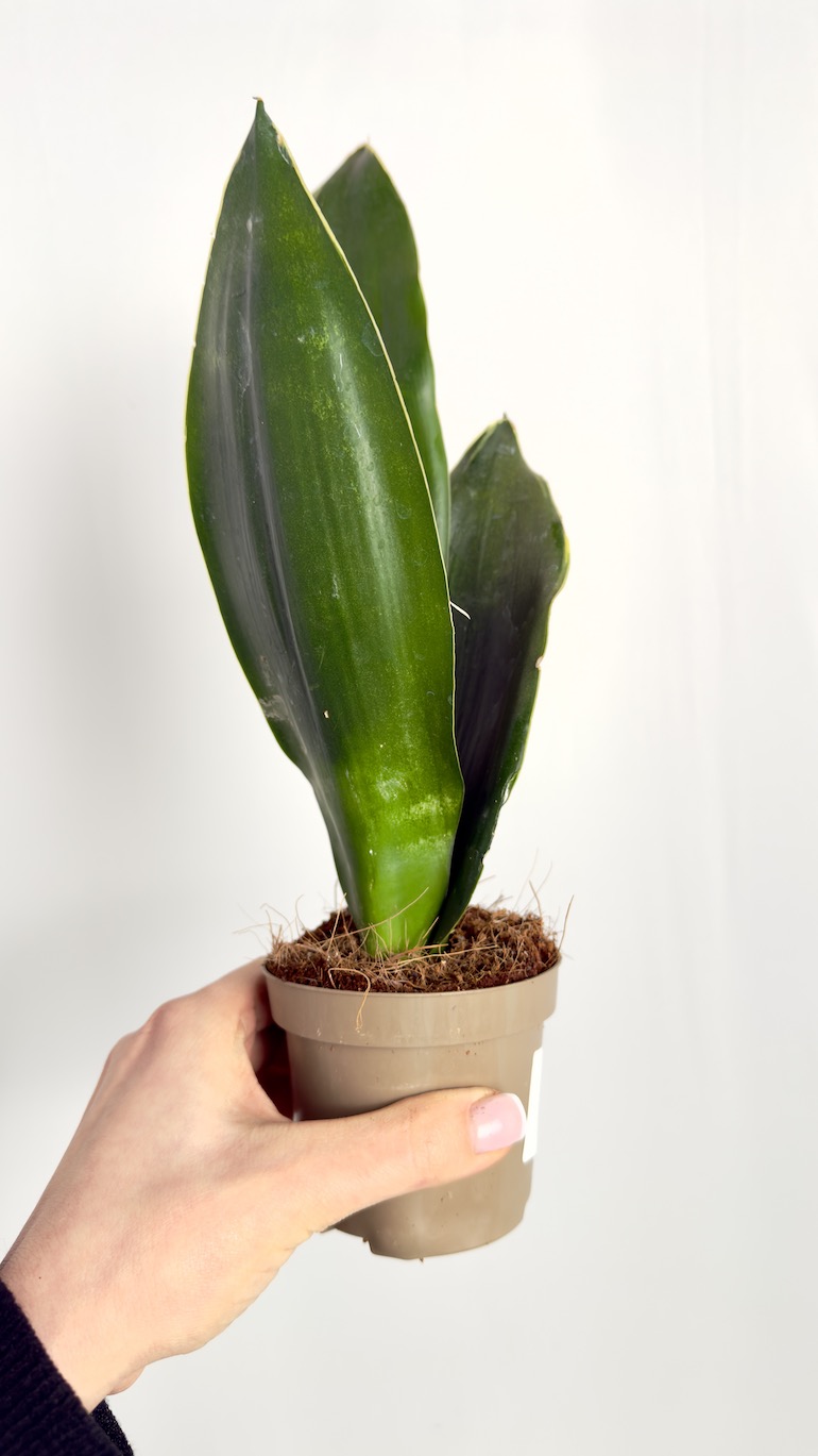 Sansevieria Black Coral