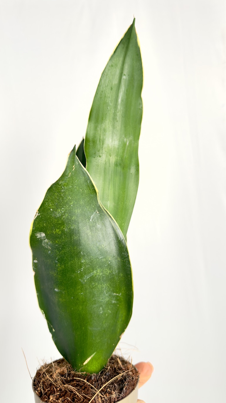 Sansevieria Black Coral