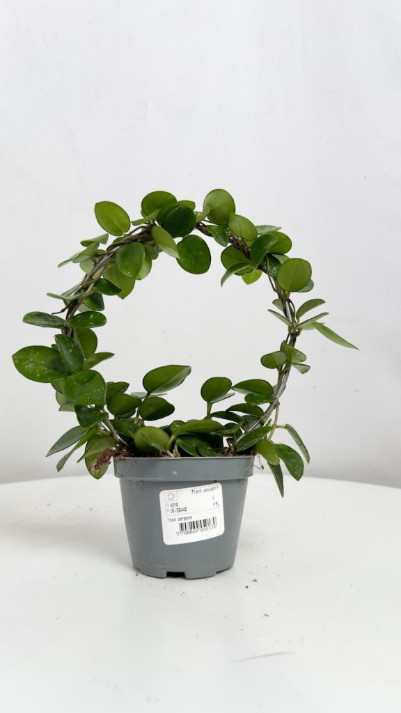 Hoya Serpens Mathilde
