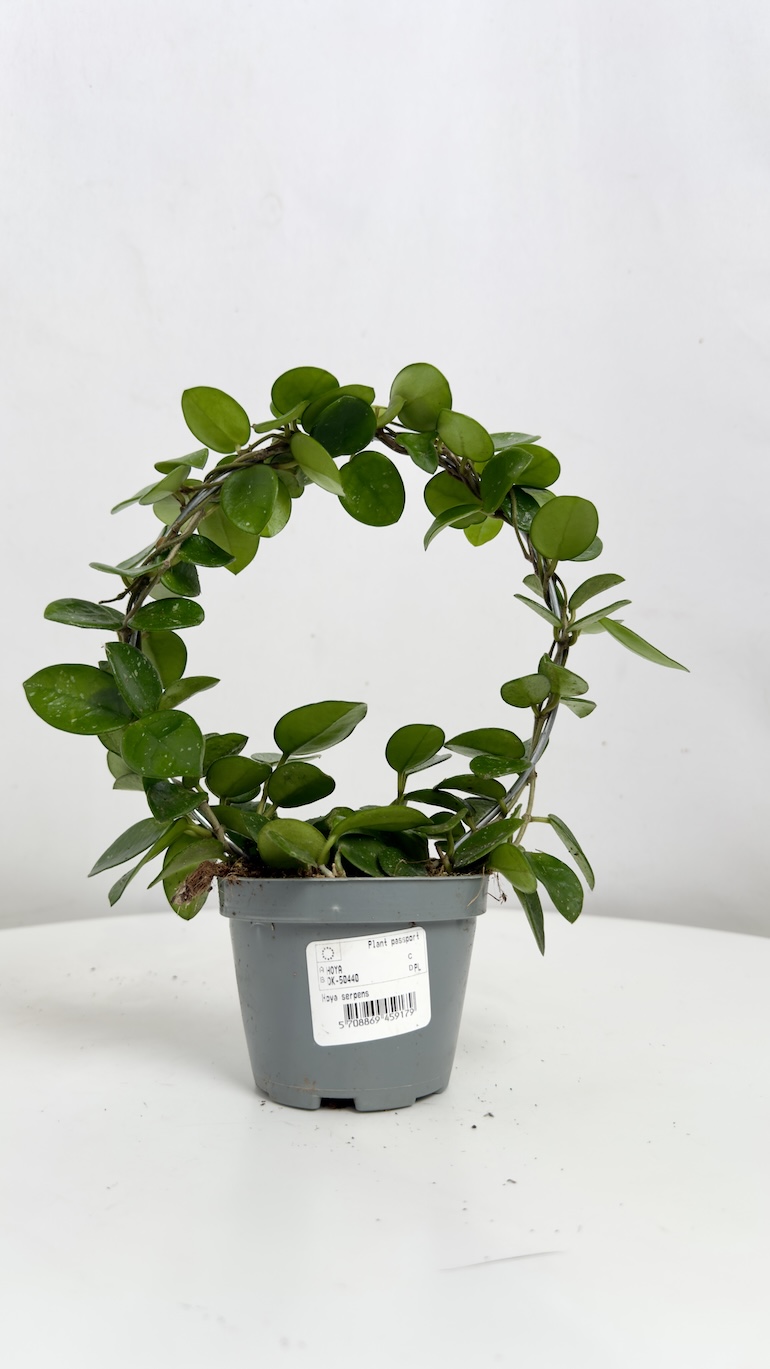 Hoya Serpens Mathilde