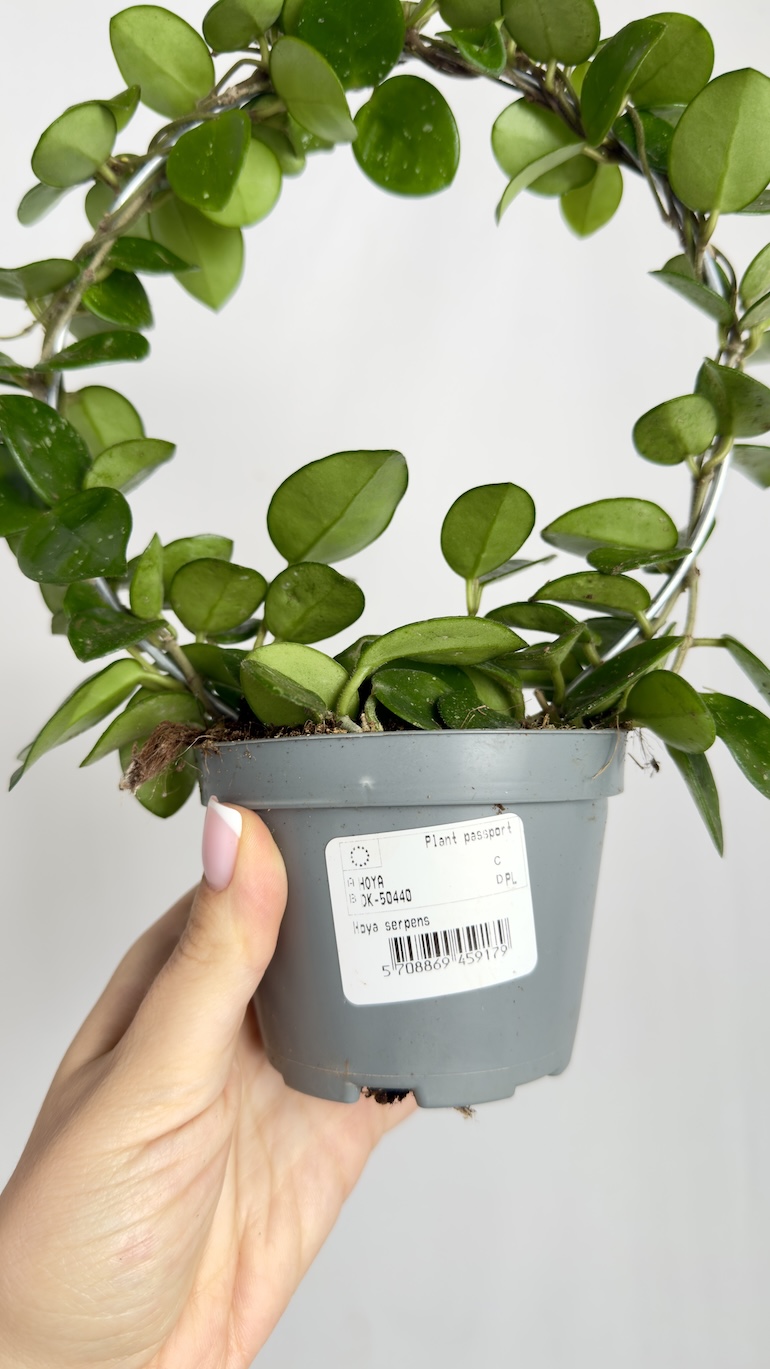 Hoya Serpens Mathilde