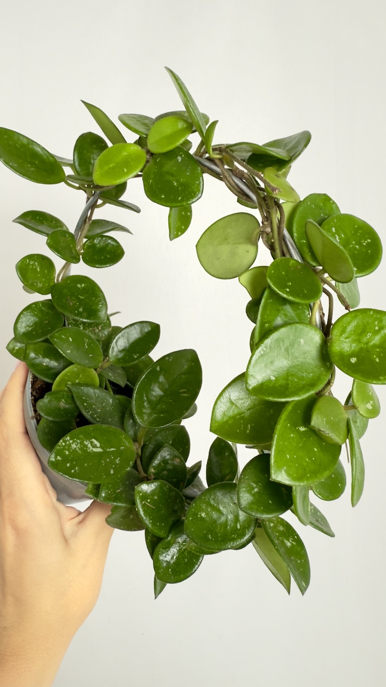 Hoya Serpens Mathilde