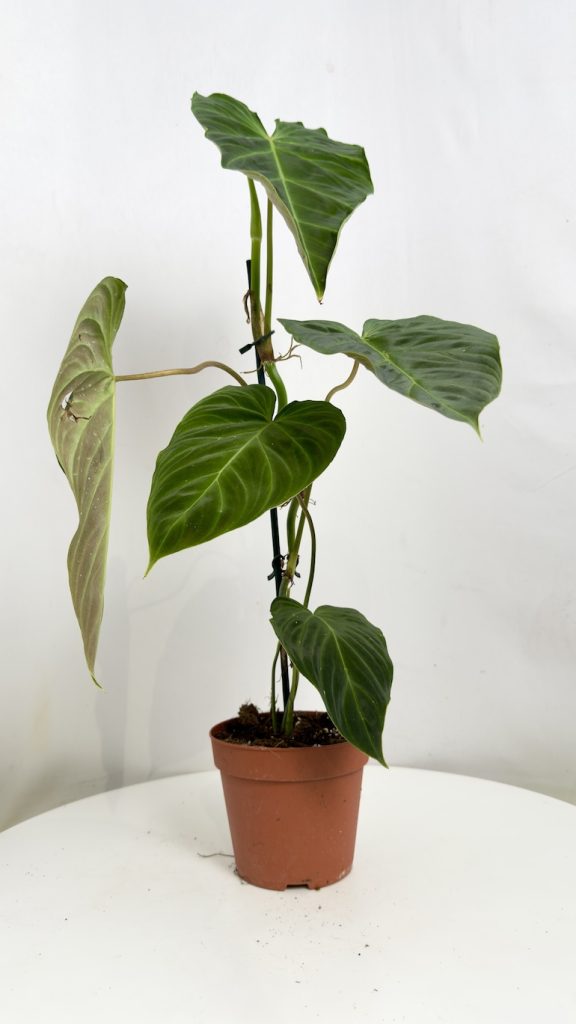 Philodendron Splendid