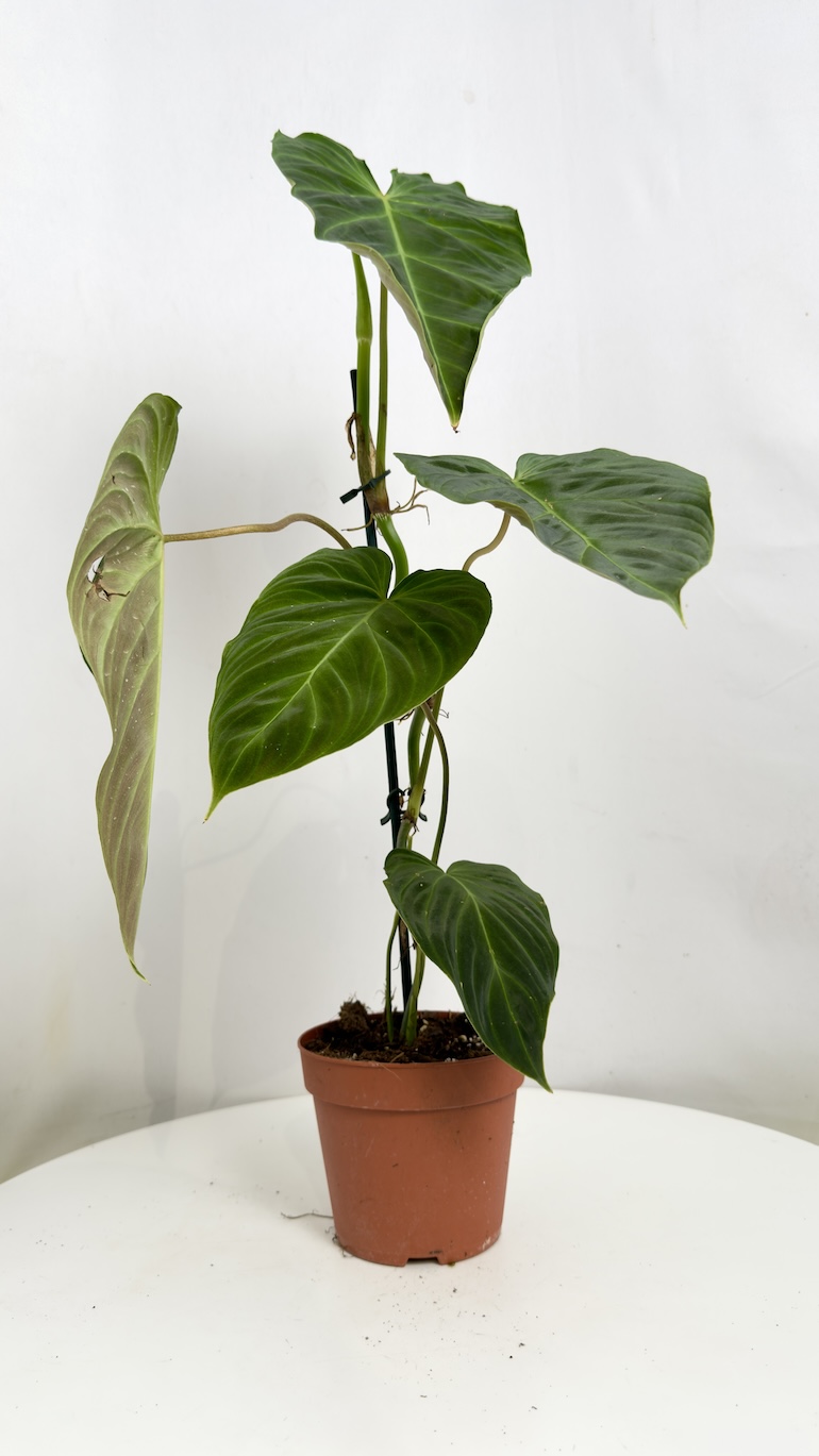 Philodendron Splendid