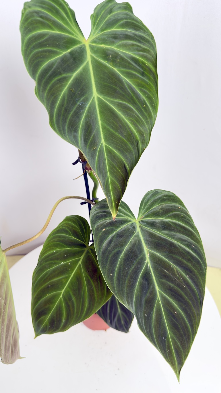 Philodendron Splendid