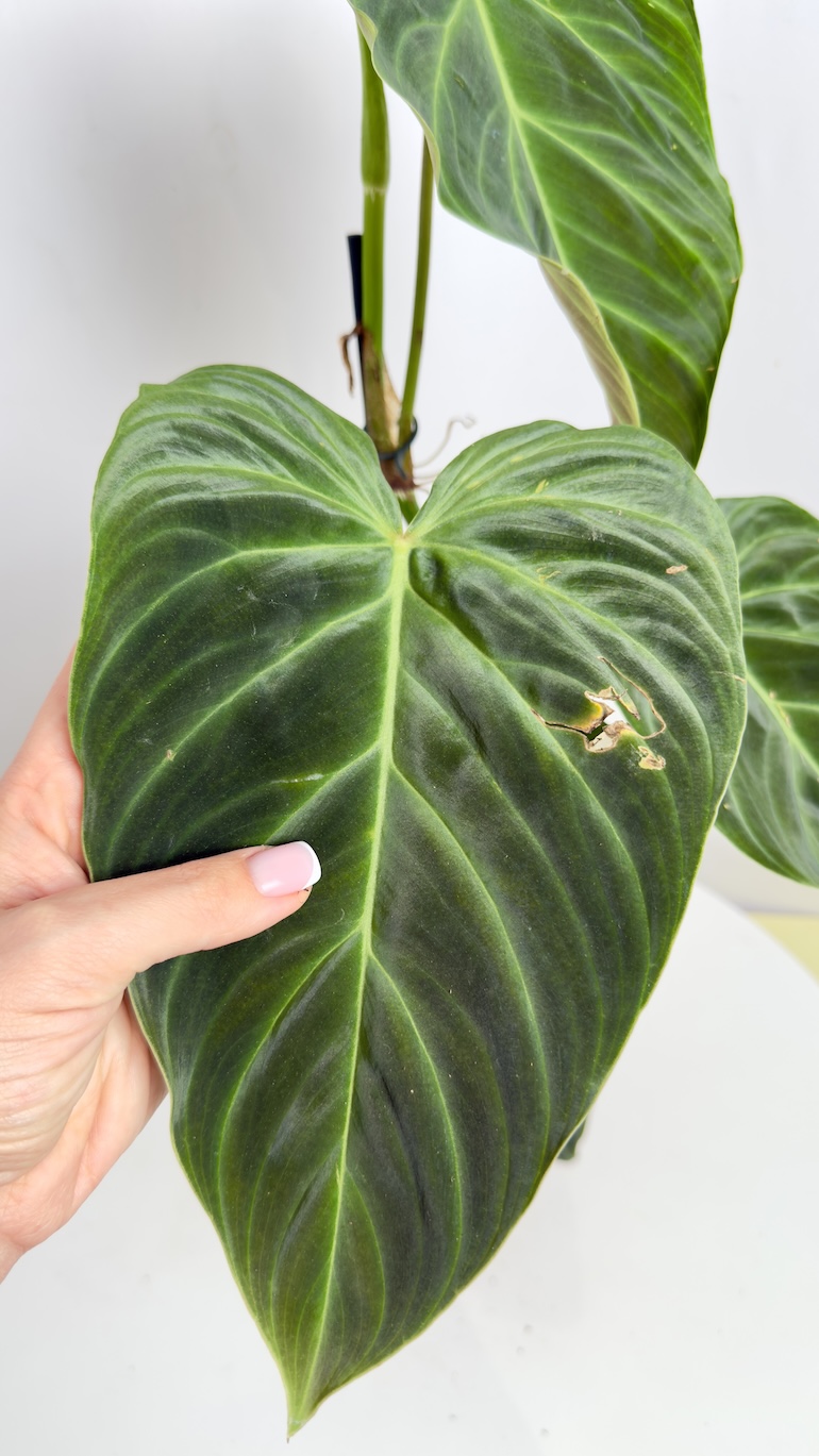 Philodendron Splendid