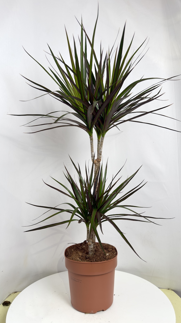 Dracaena Marginata
