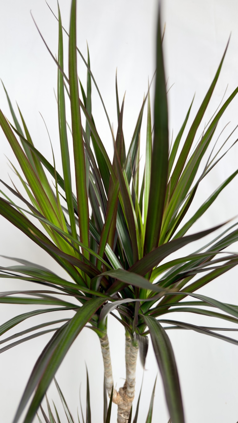 Dracaena Marginata
