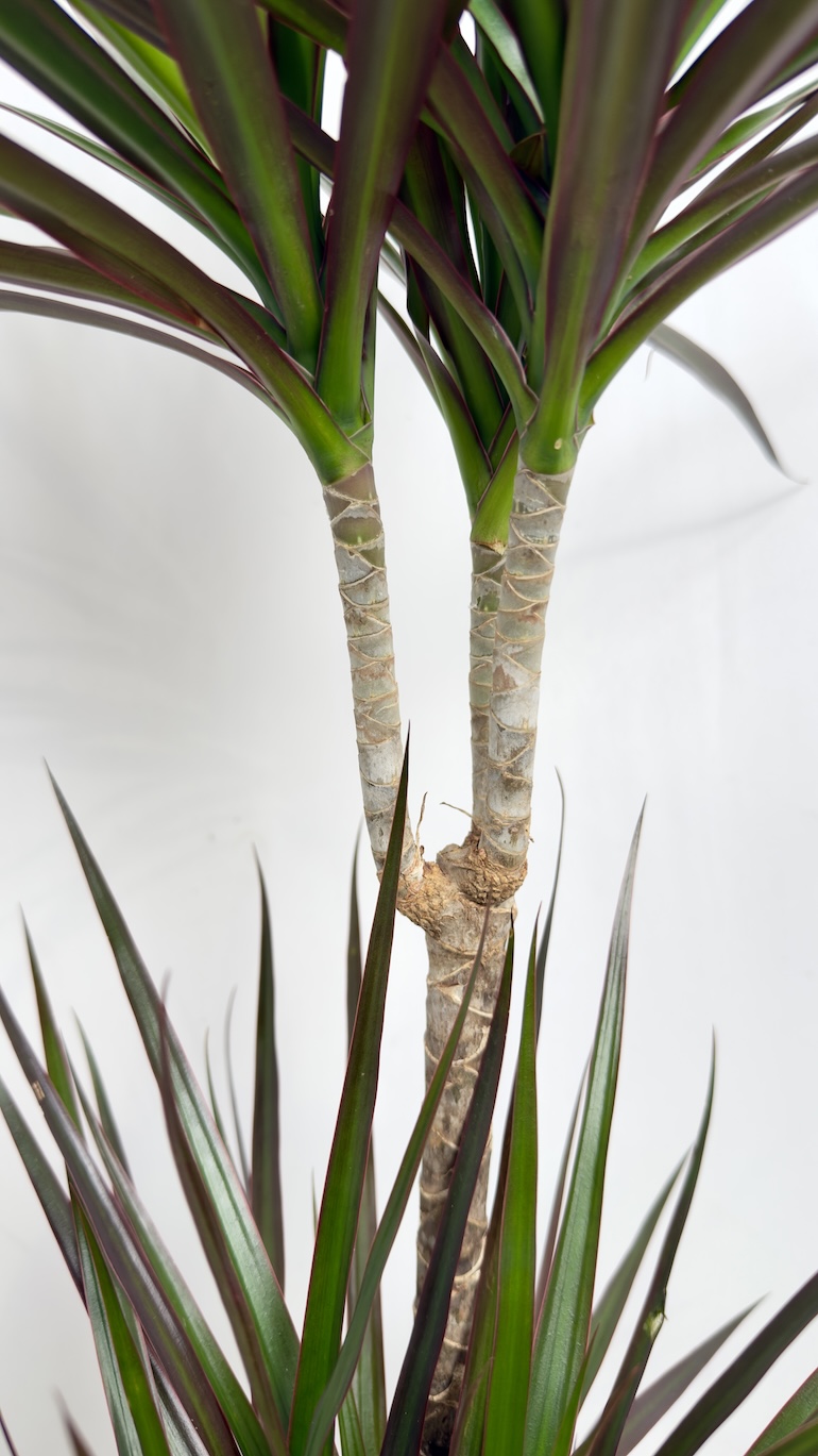 Dracaena Marginata