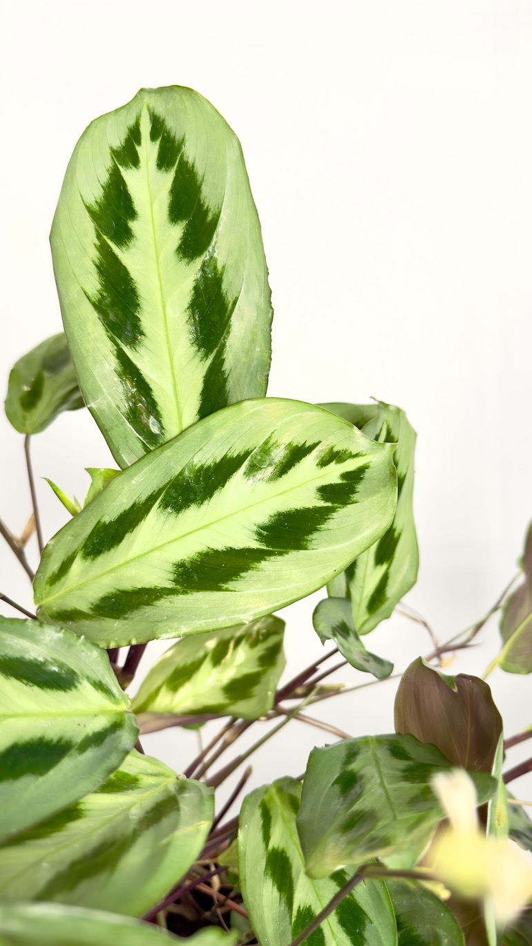 Maranta Cristata Intense Sadzonka Cięta