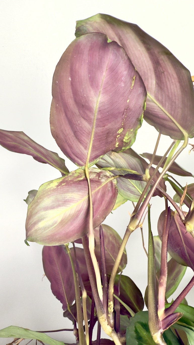 Maranta Cristata Intense Sadzonka Cięta