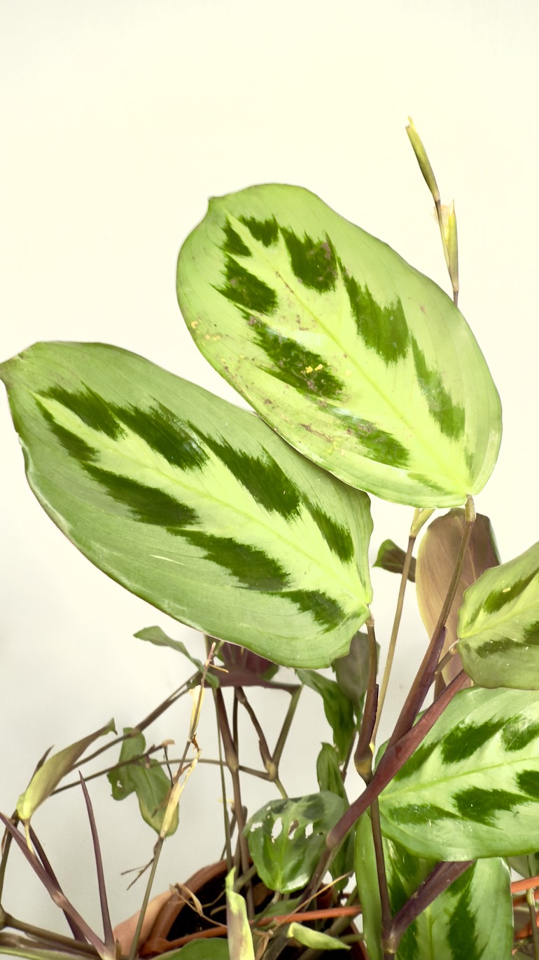 Maranta Cristata Intense Sadzonka Cięta