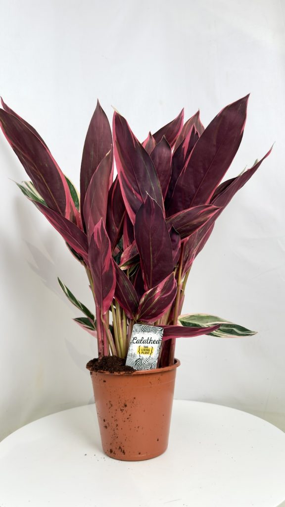 Stromanthe Sanguinea Triostar
