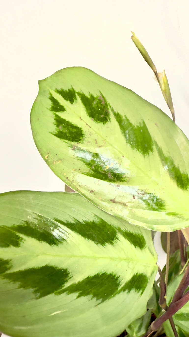 Maranta Cristata Intense Sadzonka Cięta
