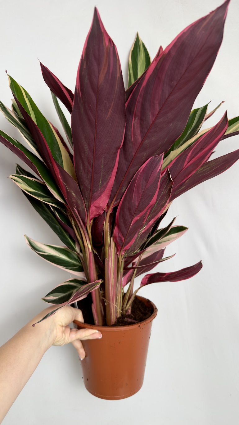 Stromanthe Sanguinea Triostar