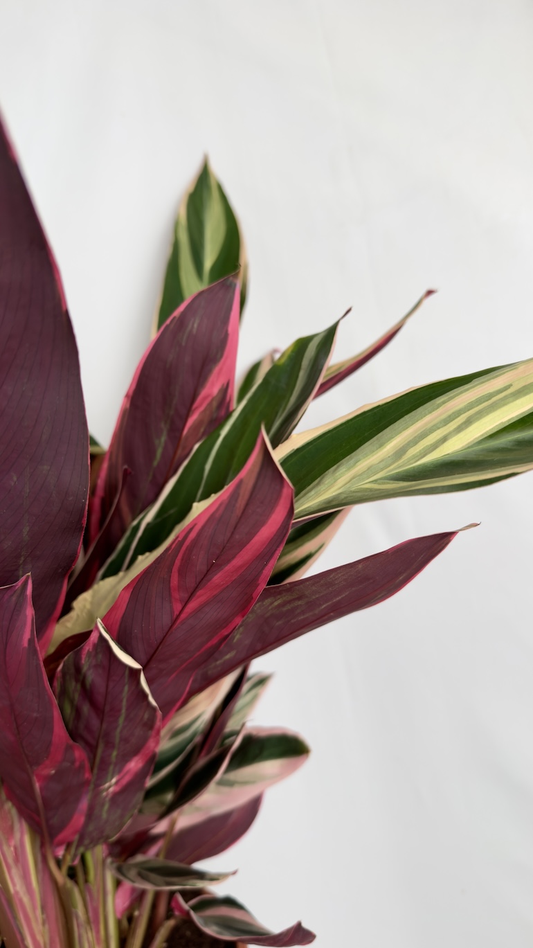 Stromanthe Sanguinea Triostar