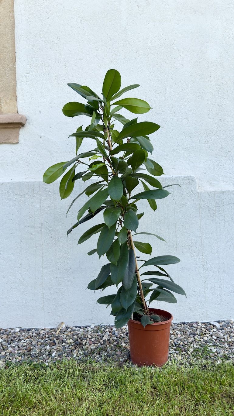 Ficus Cyathistipula
