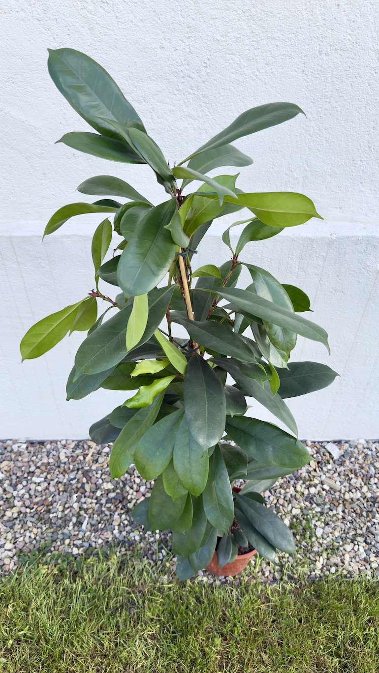 Ficus Cyathistipula