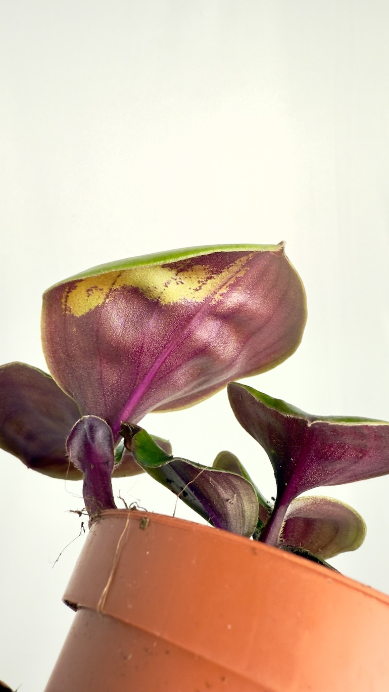Geogenanthus Ciliatus