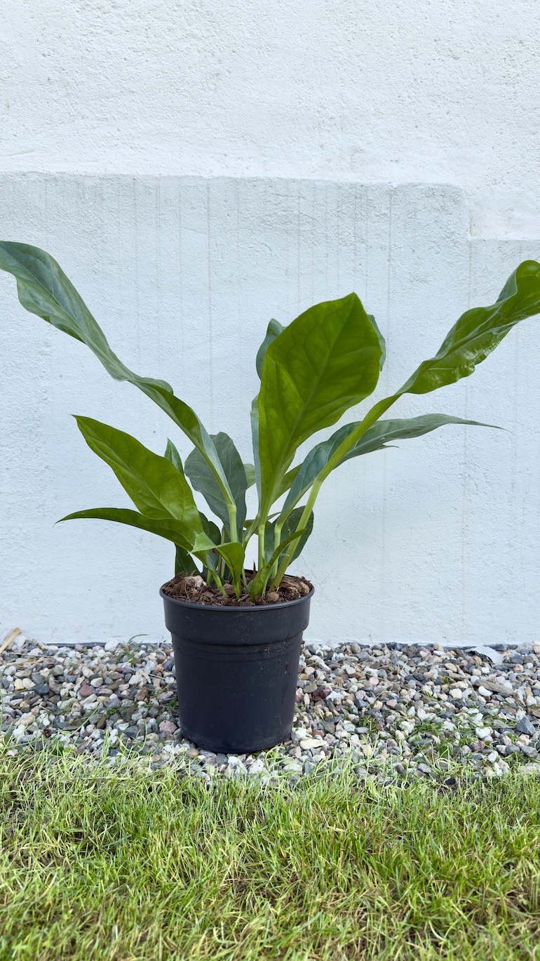 Anthurium Jungle Bush