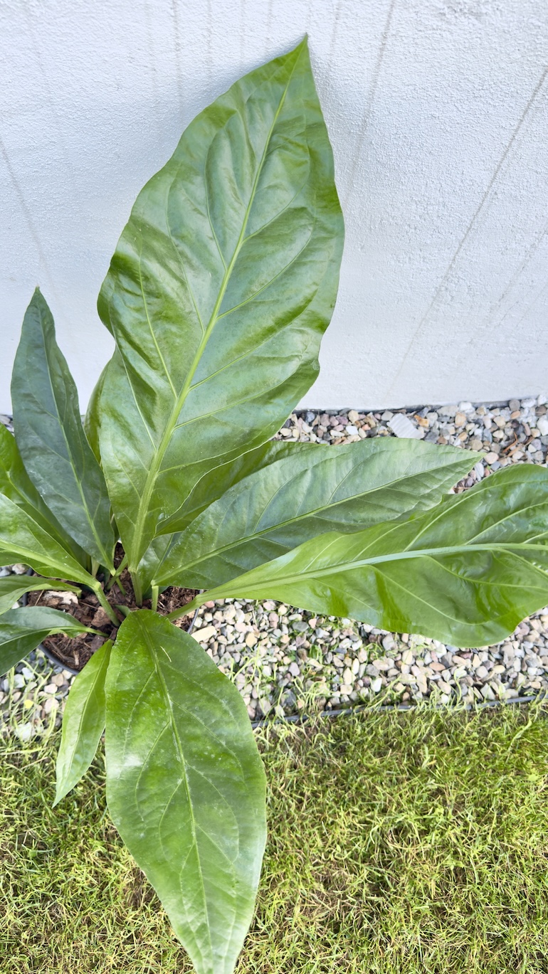 Anthurium Jungle Bush