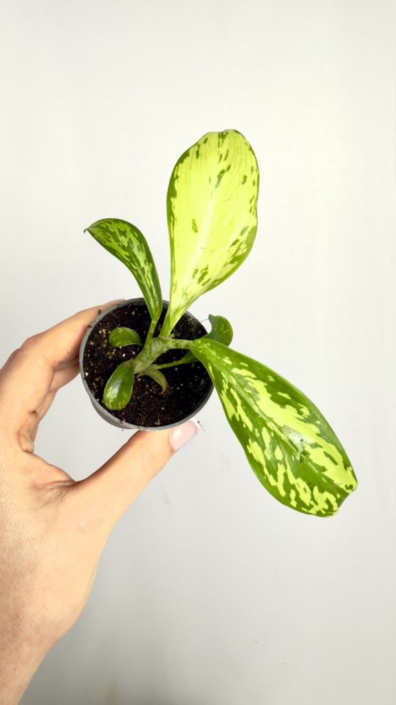 Dieffenbachia Crocodile