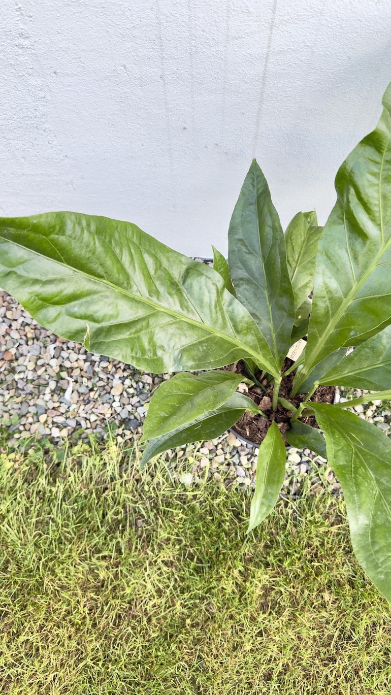 Anthurium Jungle Bush