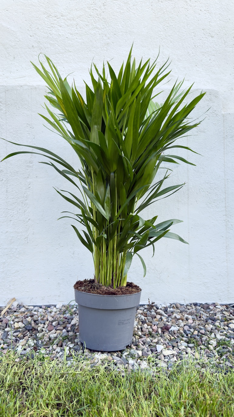 Chamaedorea Elegans