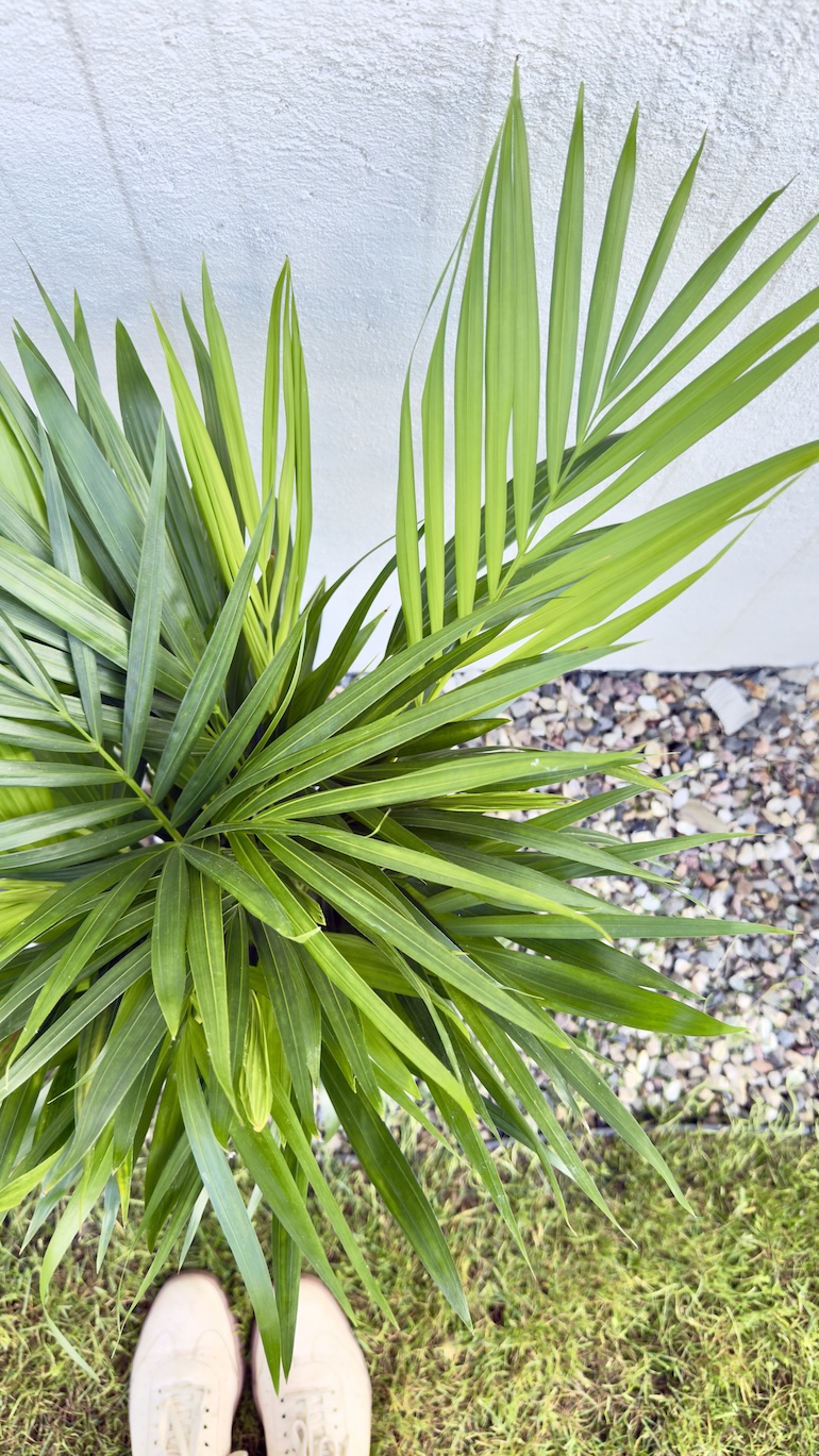 Chamaedorea Elegans