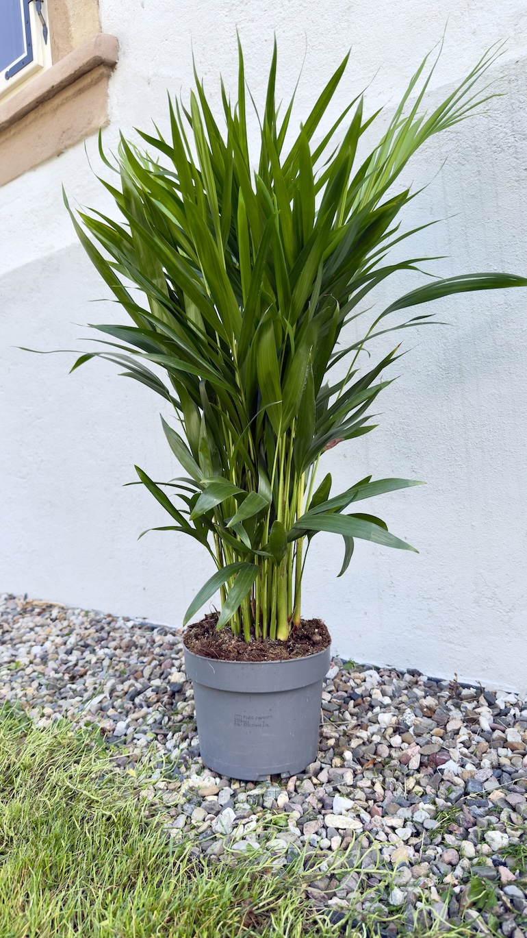 Chamaedorea Elegans