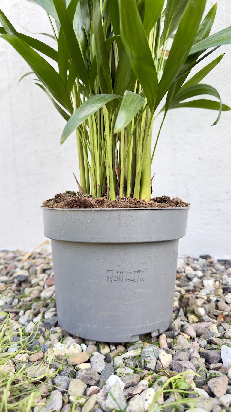 Chamaedorea Elegans